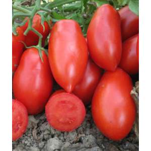 ЦРХ 71111 F1 (CRX 71111 F1) - томат детермінантний, 10 000 насіння, Agri Saaten (Агрі Заатен) Німеччина фото, цiна